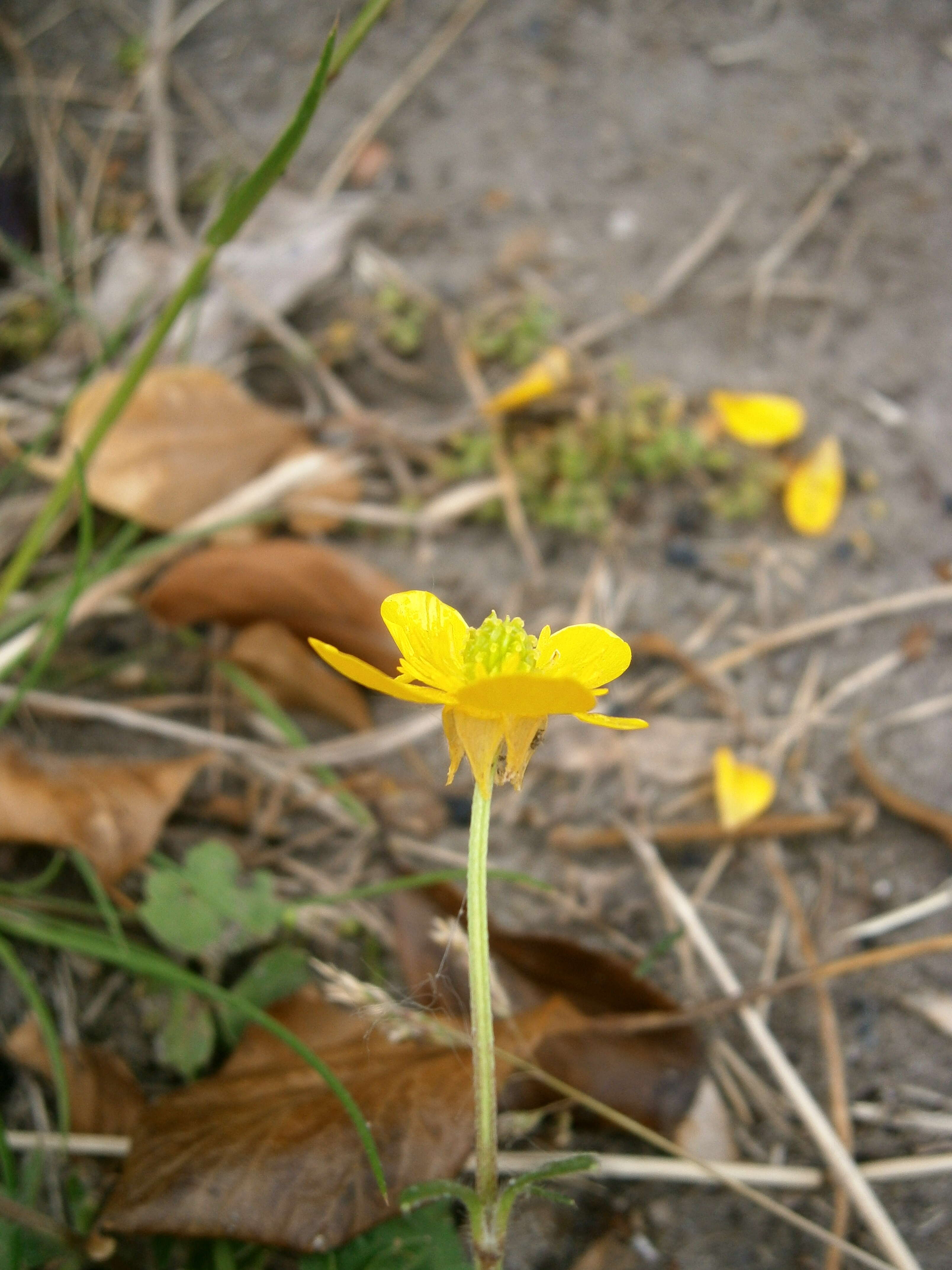 Image of hairy buttercup
