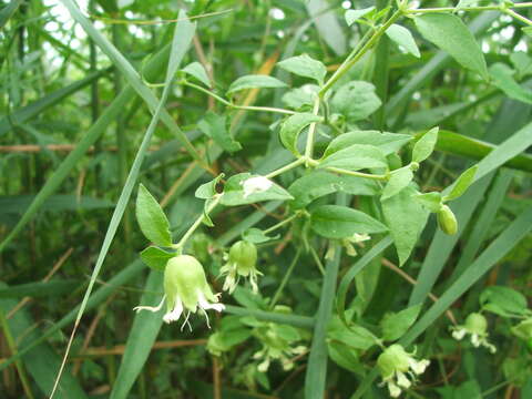 Слика од Silene baccifera (L.) Roth