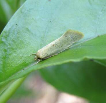 Image of Tingena armigerella