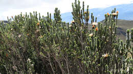 Image of flower of the Andes