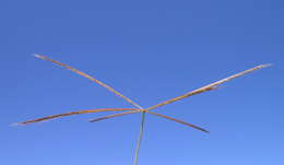 Image of Australian fingergrass