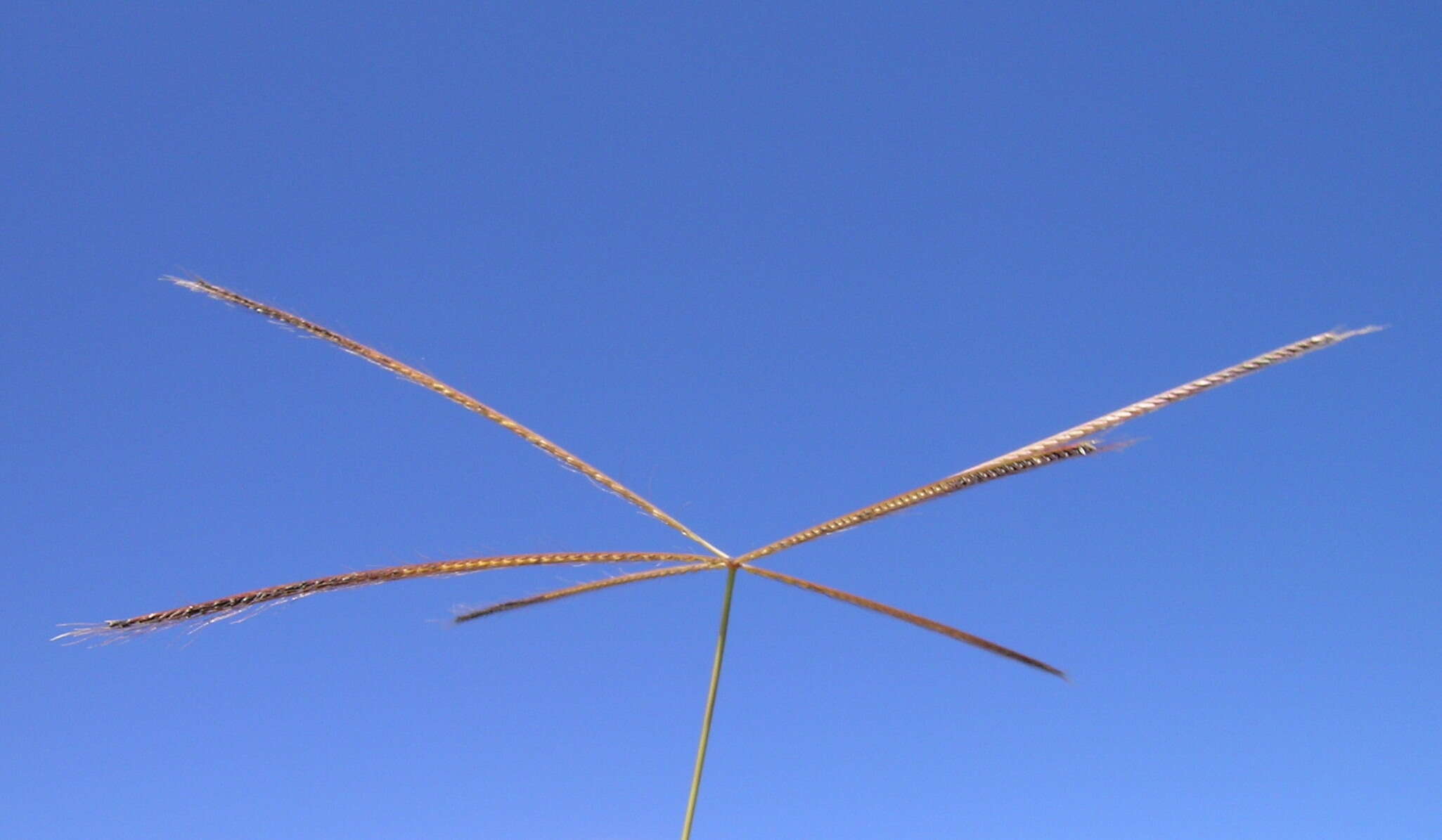 Image of Australian fingergrass