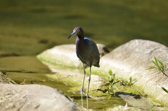 Image of Little Blue Heron