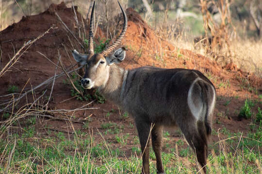 Image of Reduncinae