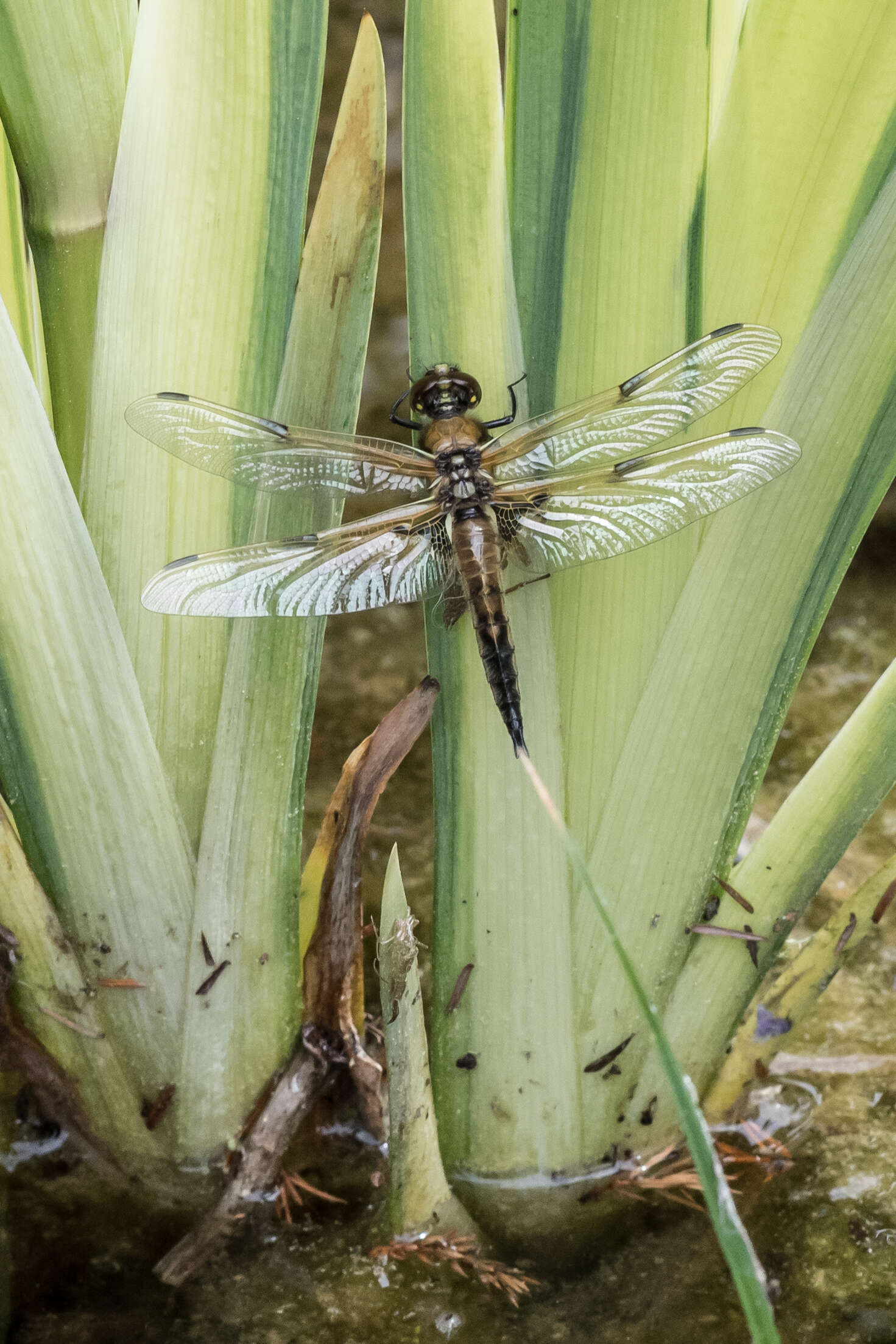 Image of Four-spotted Chaser