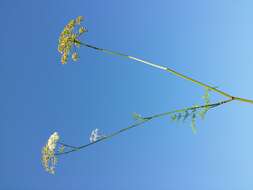 Image of Peucedanum palustre