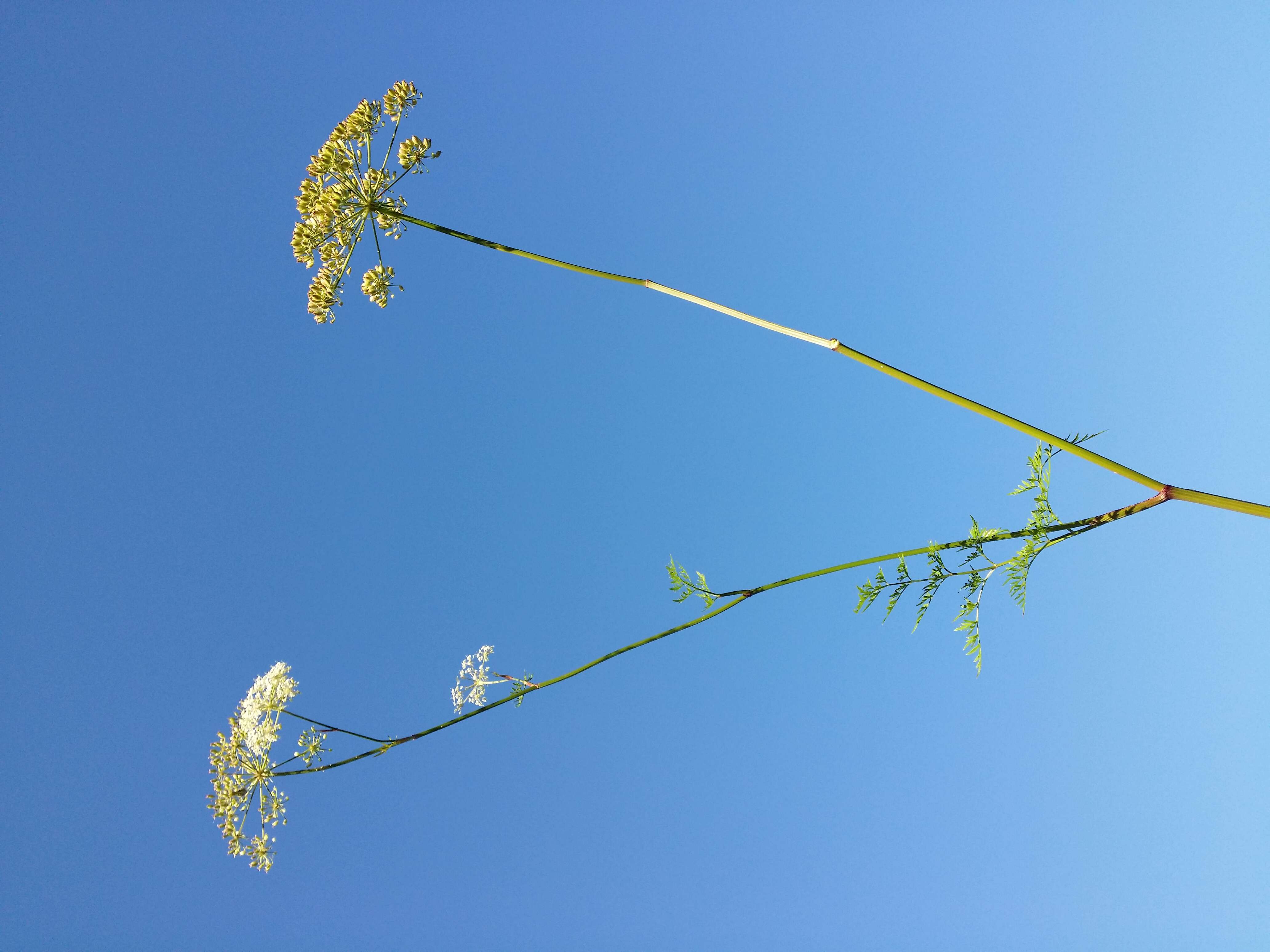 Image of Peucedanum palustre