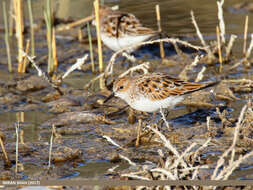 Plancia ëd Calidris minuta (Leisler 1812)