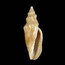 Image of Alcithoe aillaudorum Bouchet & Poppe 1988
