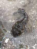 Image of Gulf Toadfish