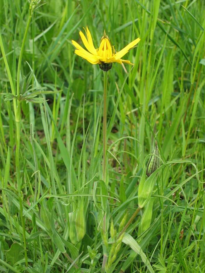 Image de Tragopogon orientalis L.