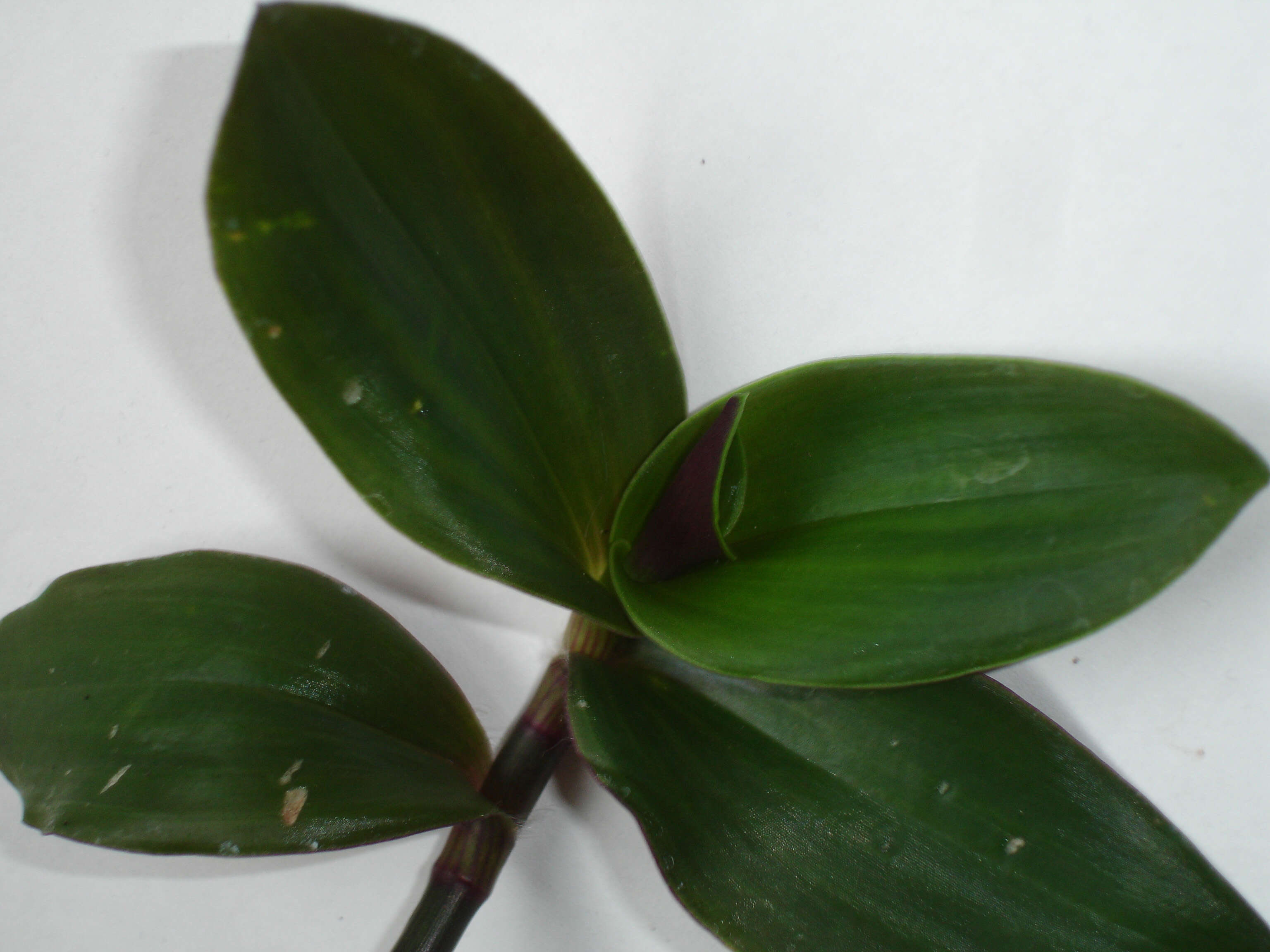 Image of Tradescantia cerinthoides Kunth