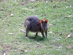 Image of Red-necked Pademelon