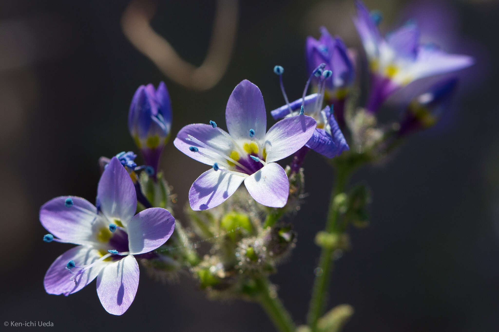 Image of Nevada gilia