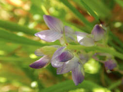 Image of narrowleaf lupine