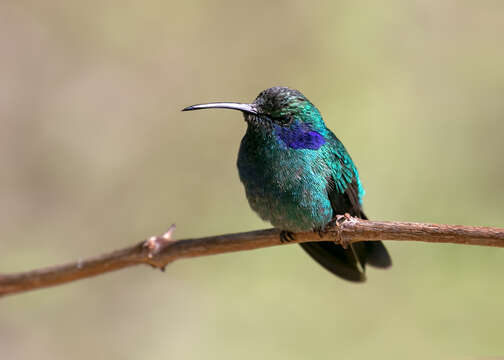 Image of Lesser Violetear