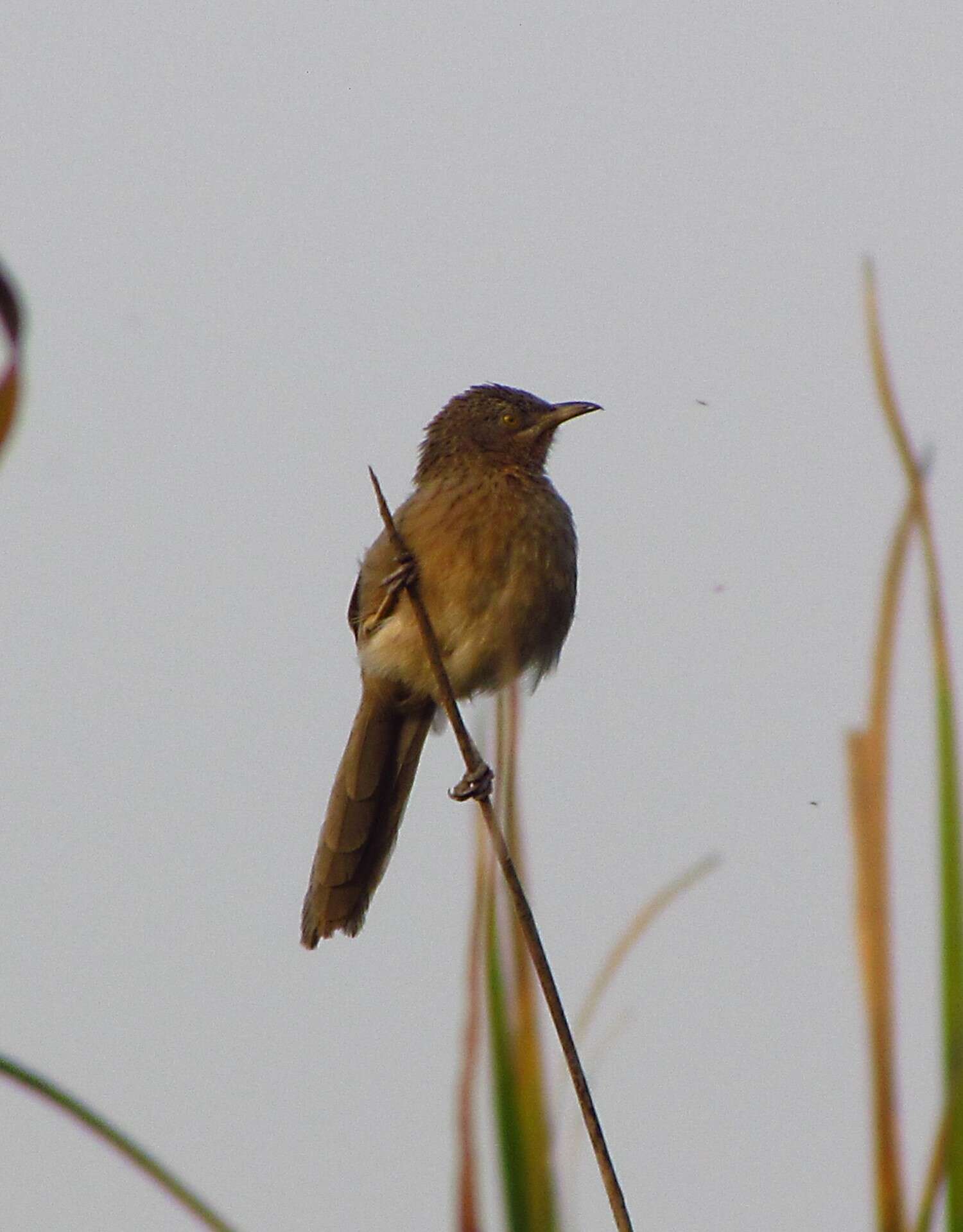 Image of Striated Babbler