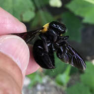 Image of Japanese carpenter bee