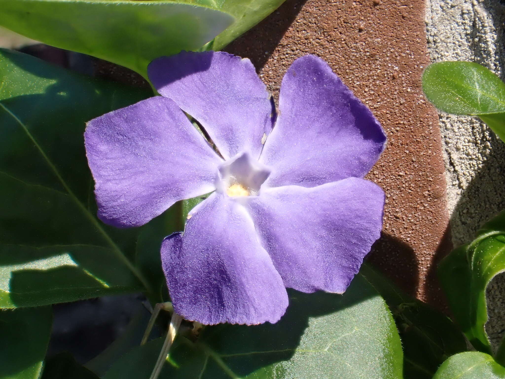 Imagem de Vinca major L.