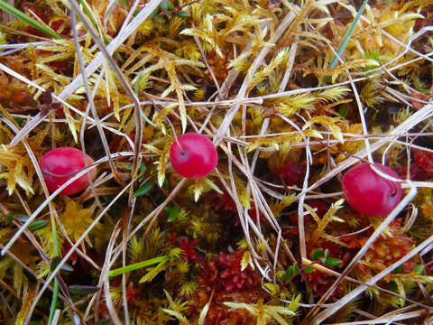 Image of Small Cranberry