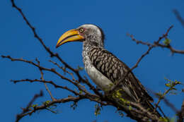 Image of Southern Yellow-billed Hornbill