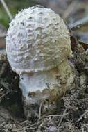 Image of Amanita ravenelii