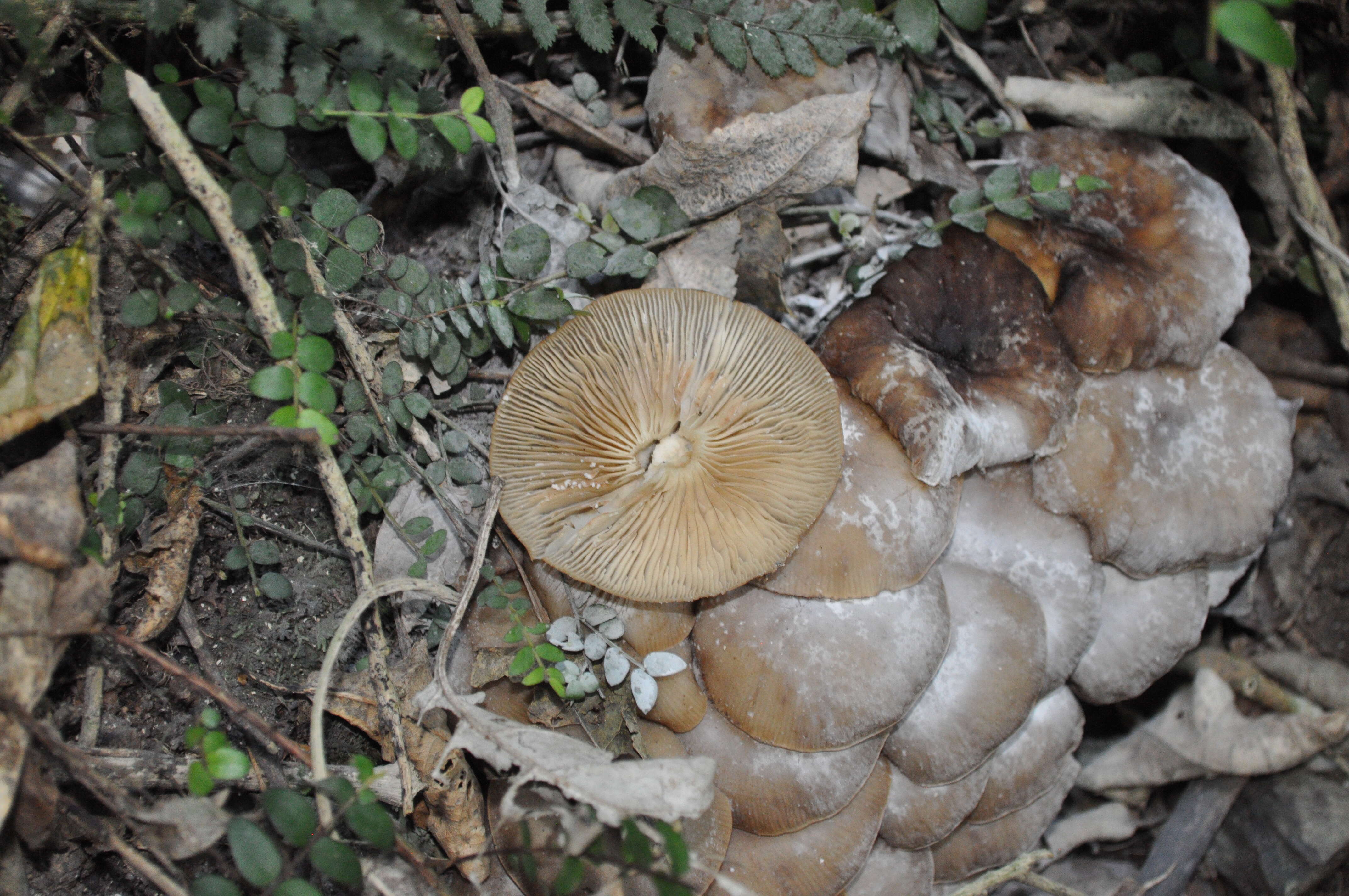 Image of Armillaria novae-zelandiae (G. Stev.) Boesew. 1977