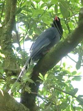 صورة Urocissa caerulea Gould 1863