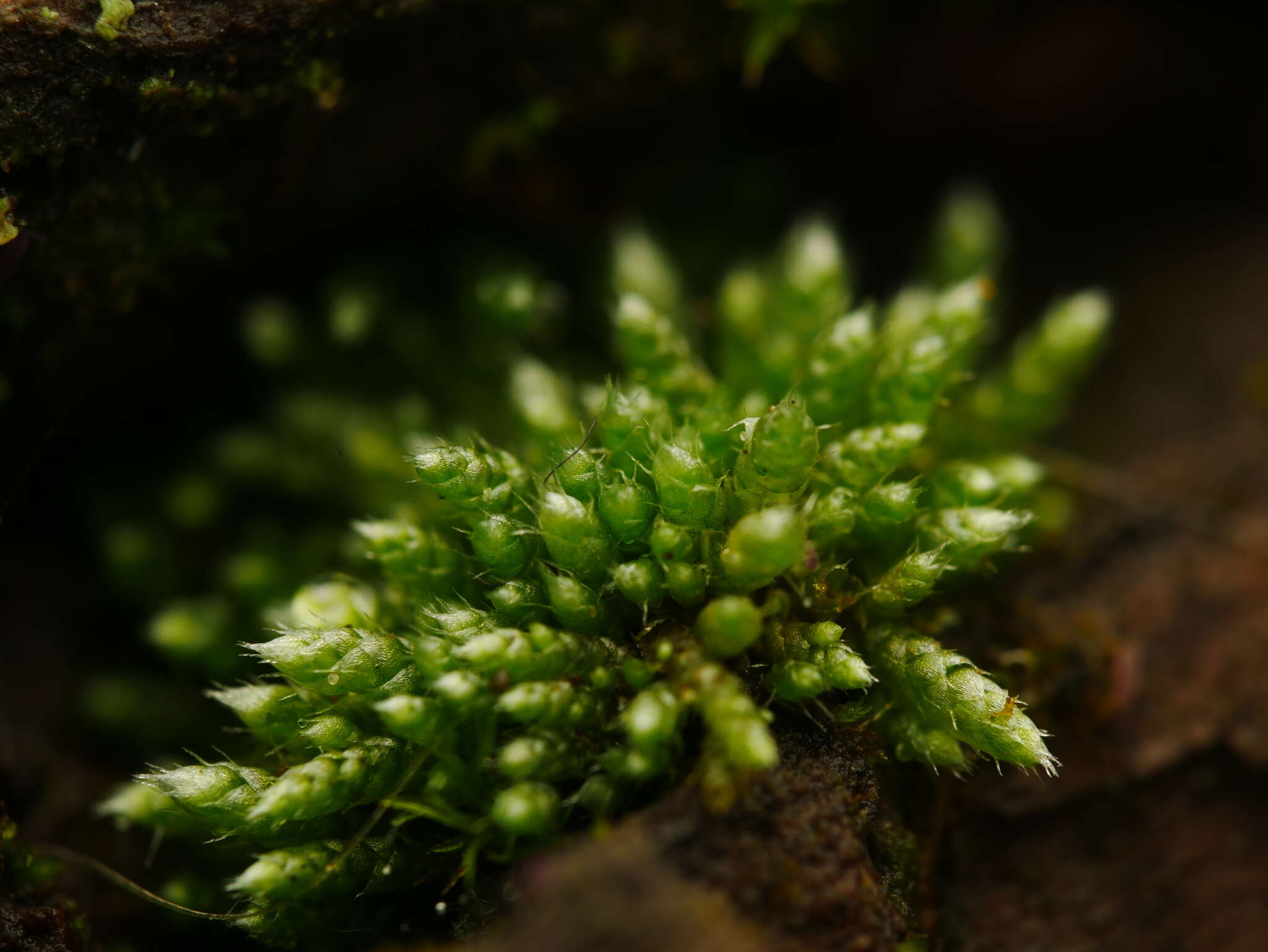 Image of silvergreen bryum moss