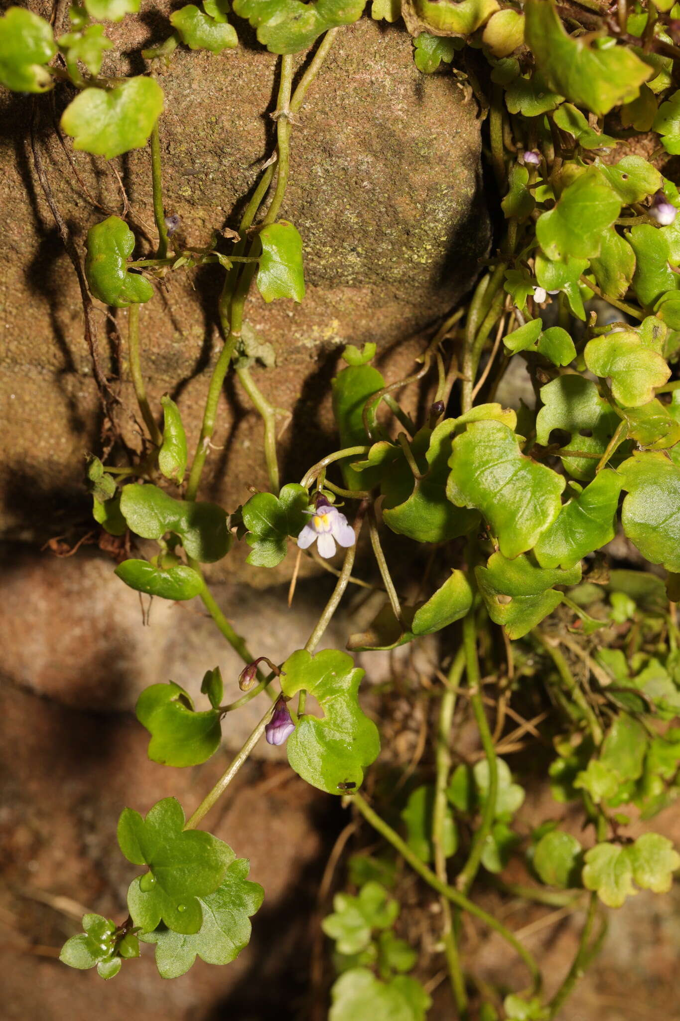 Image of Ivy-leaved Toadflax