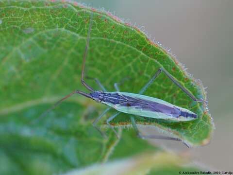 Image de Notostira elongata (Geoffroy 1785)