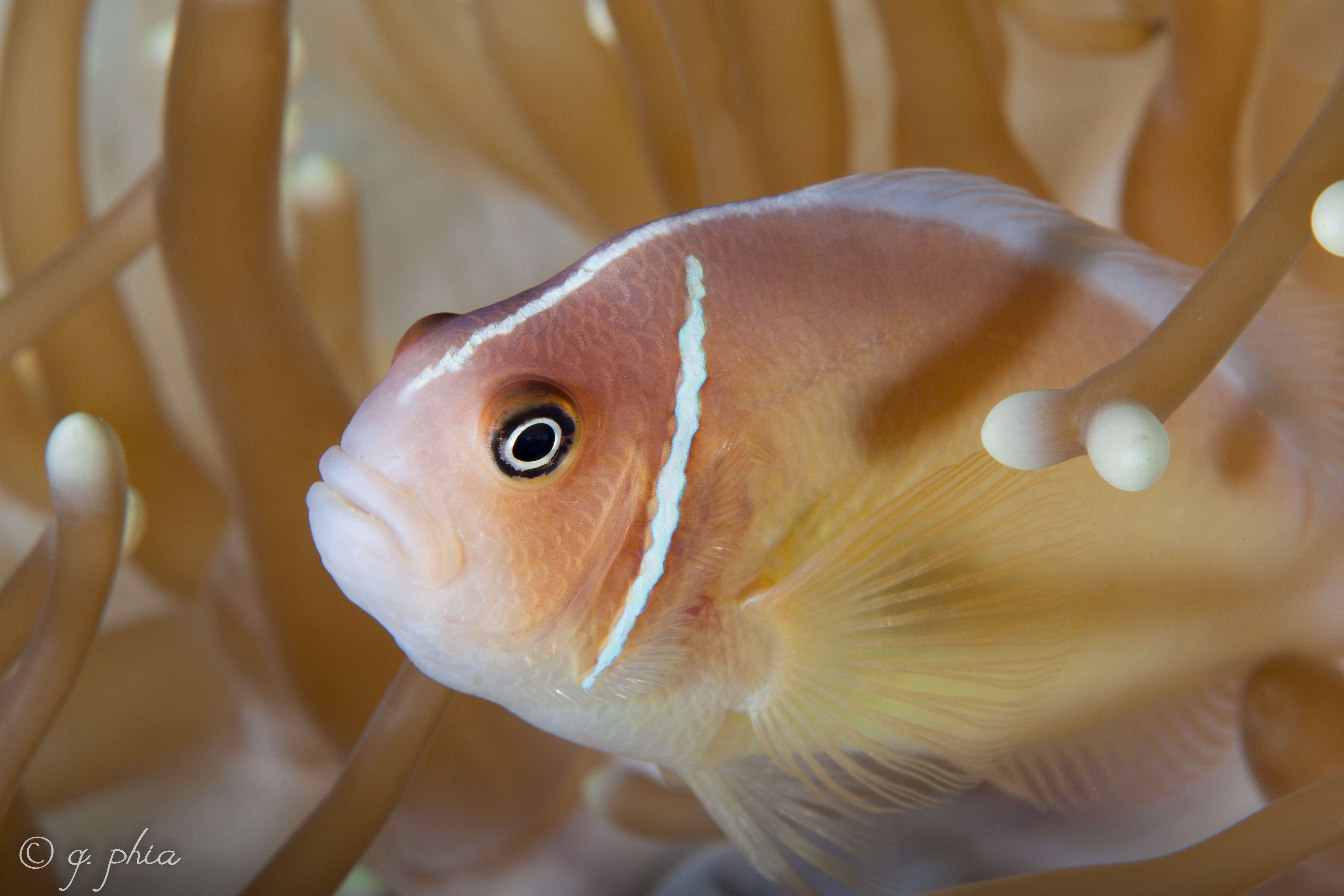 Image of Pink anemonefish