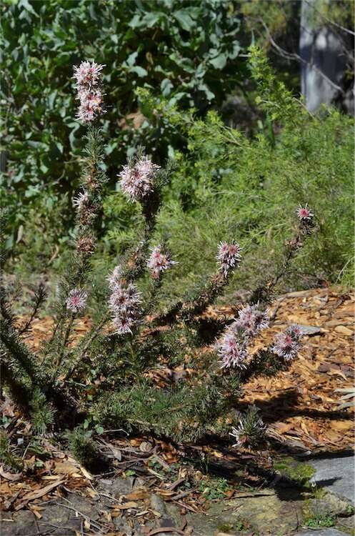 Imagem de Isopogon asper R. Br.