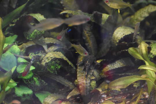 Image of Lemon tetra