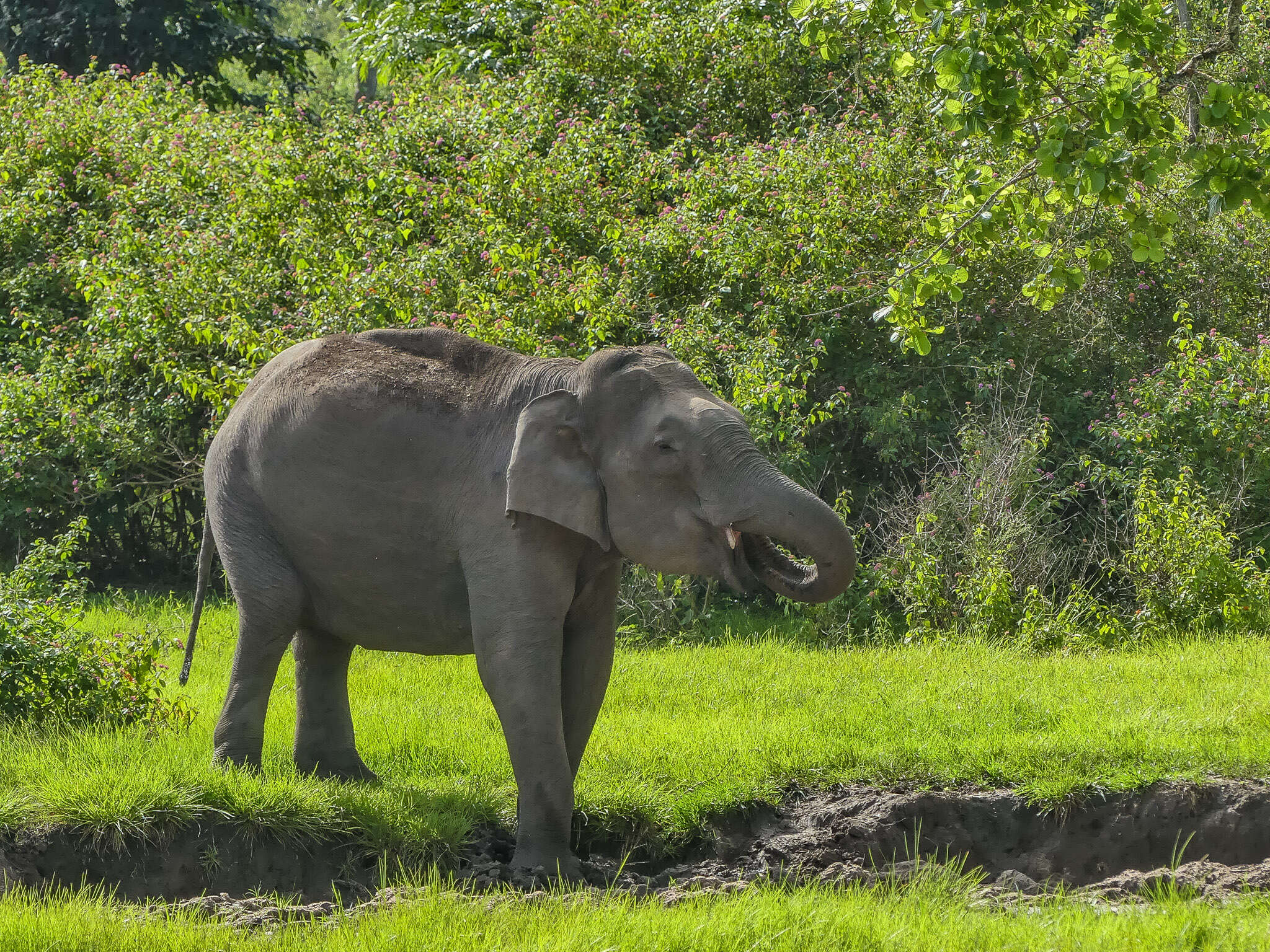 Image of Elephas Linnaeus 1758