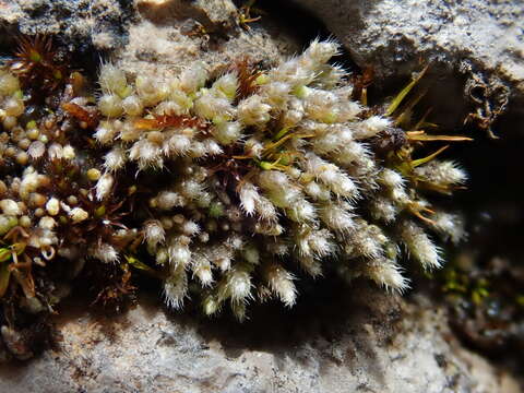 Image of silvergreen bryum moss