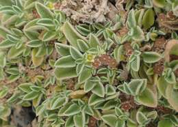 Image of Purslane-leaved aizoon