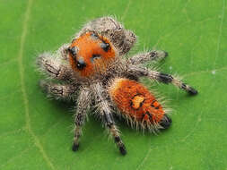 صورة Phidippus regius C. L. Koch 1846