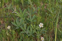 Image of White Cinquefoil