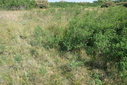 Image of common snowberry