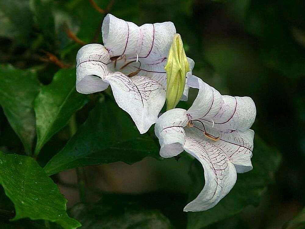 Image of River bells