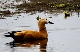 Image of Ruddy Shelduck