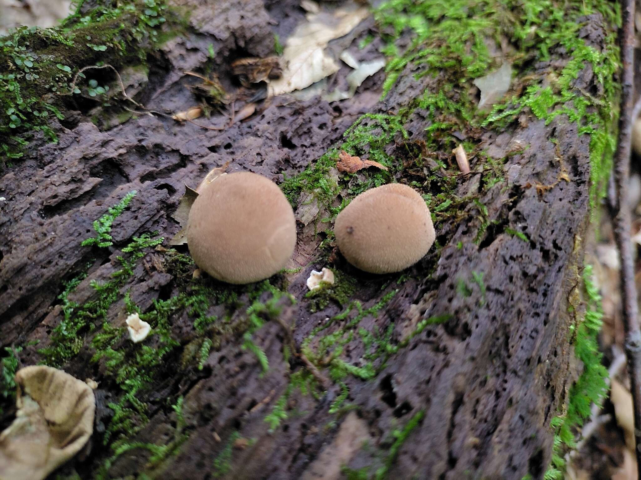 Imagem de Lycoperdon subincarnatum Peck 1872