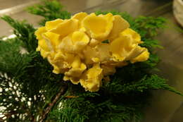 Image of Golden oyster