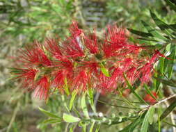 صورة Callistemon citrinus (Curtis) Skeels