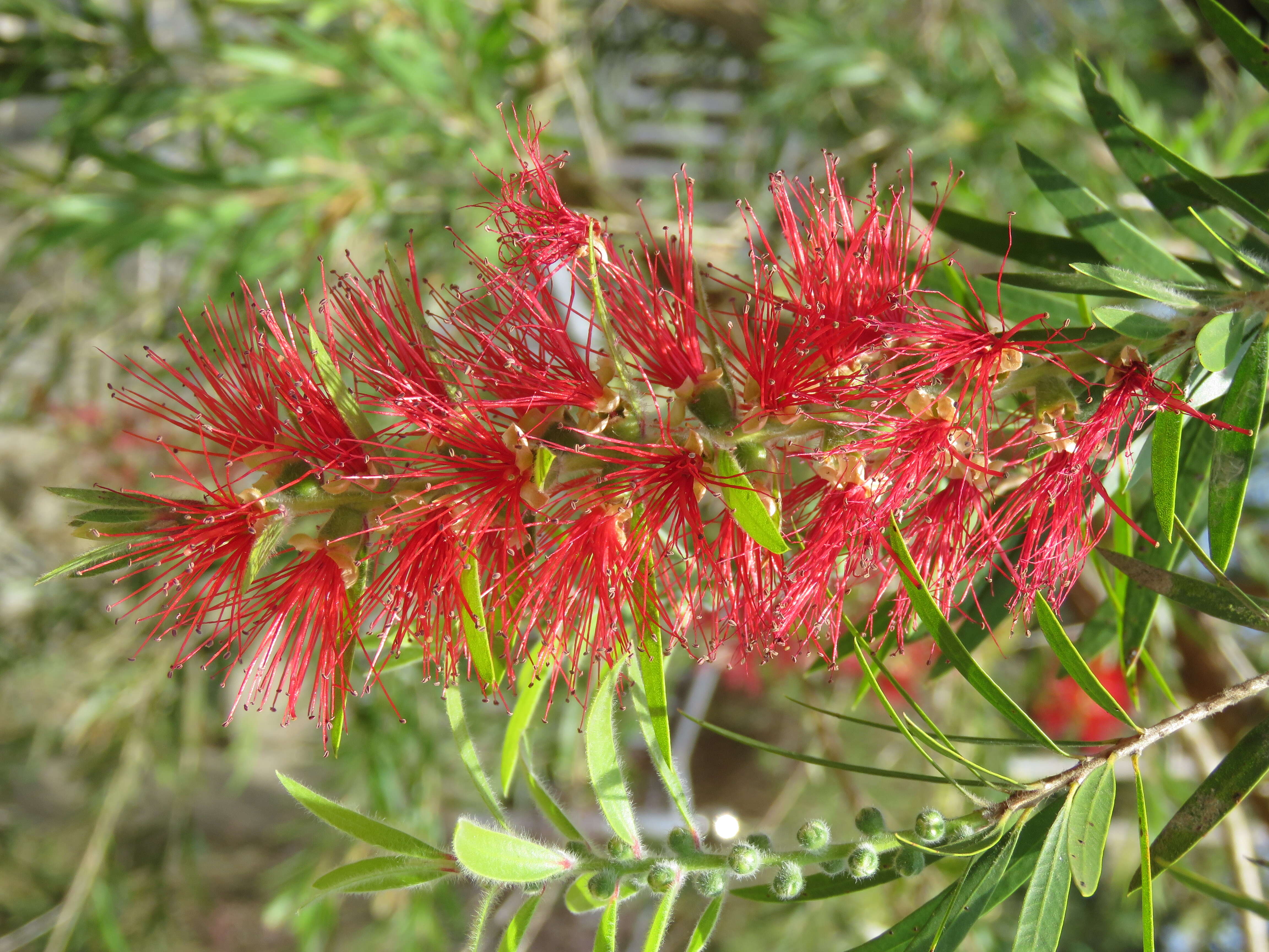 صورة Callistemon citrinus (Curtis) Skeels