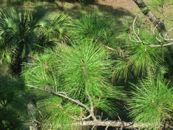 Image of Slash Pine