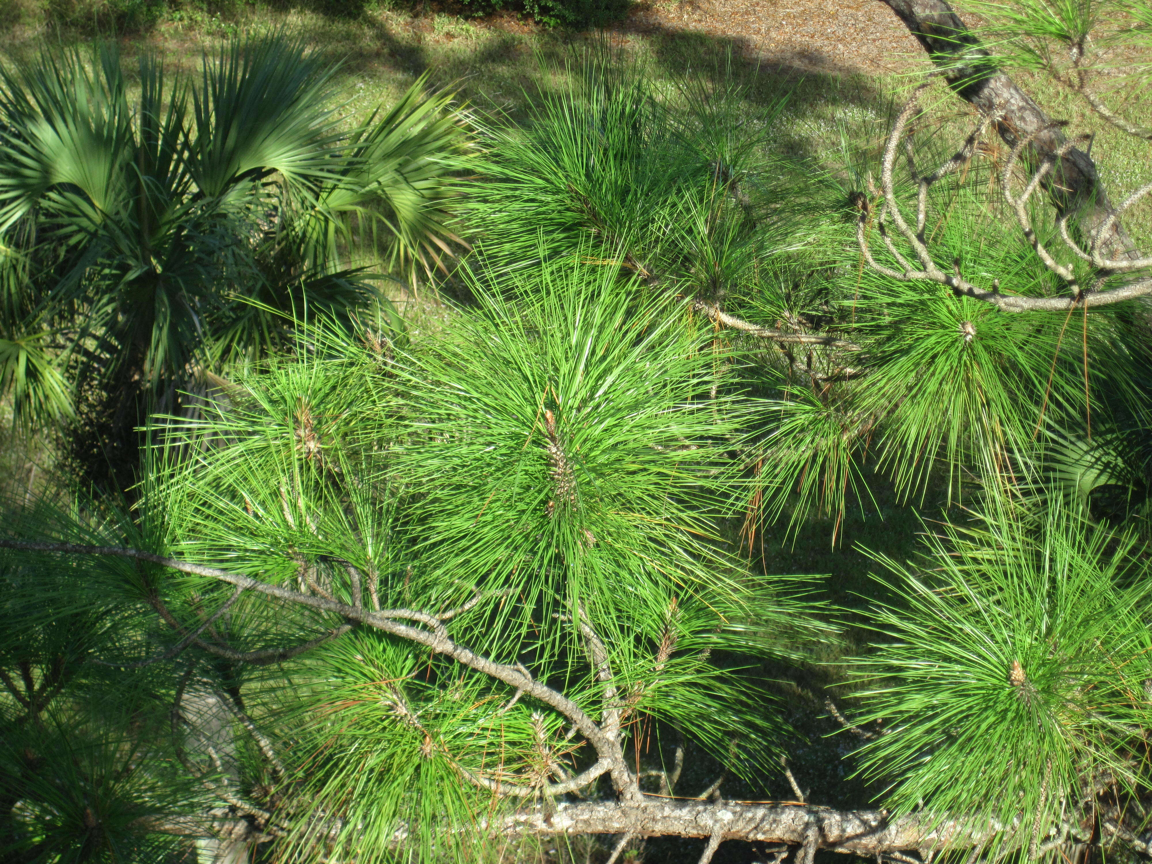 Image of Slash Pine