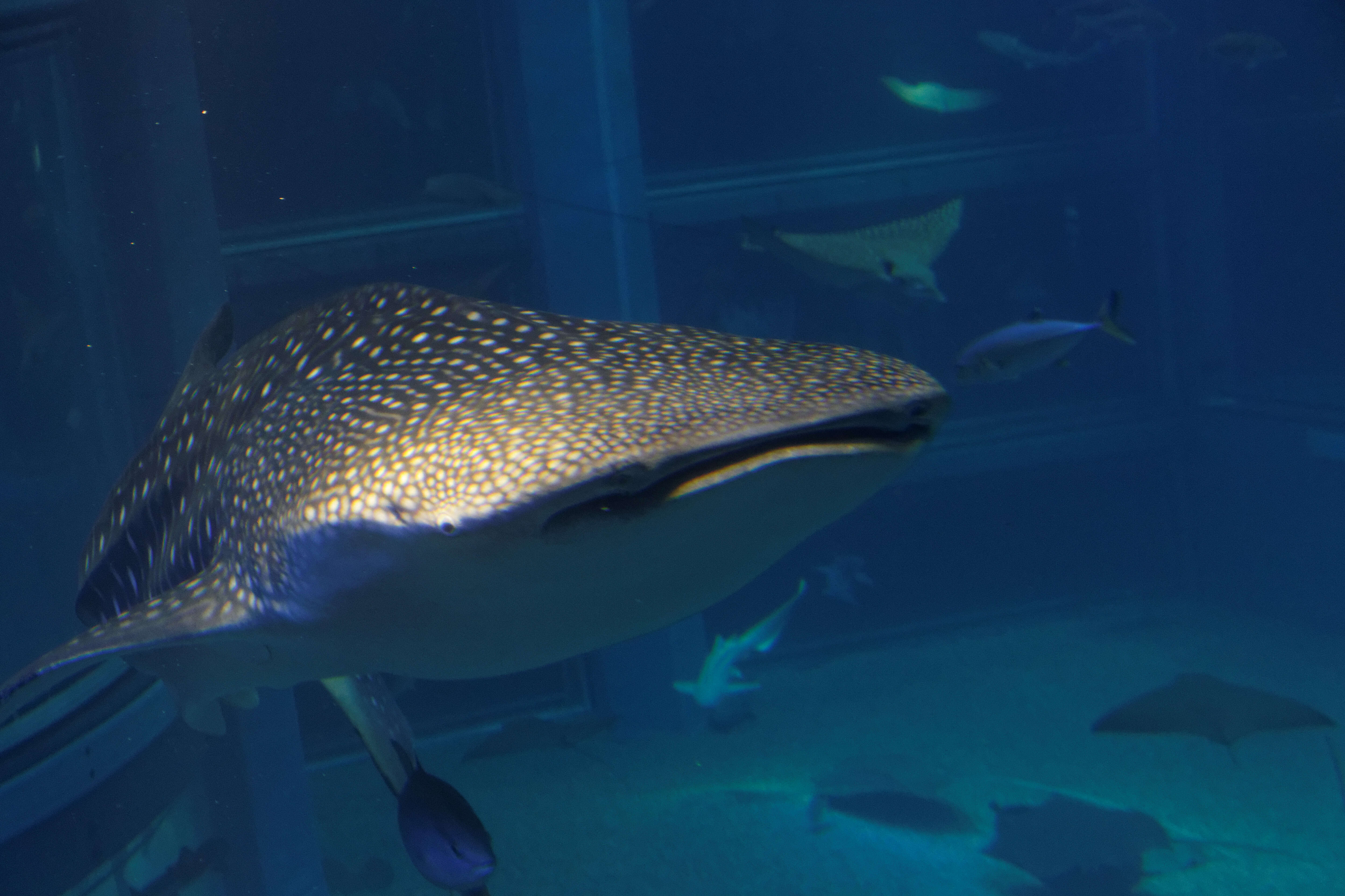 Image of whale sharks