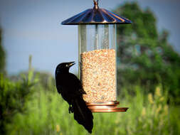 Image of Common Grackle